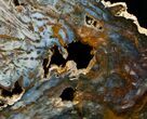 Amazing Hubbard Basin Petrified Wood Slab - x #5024-2